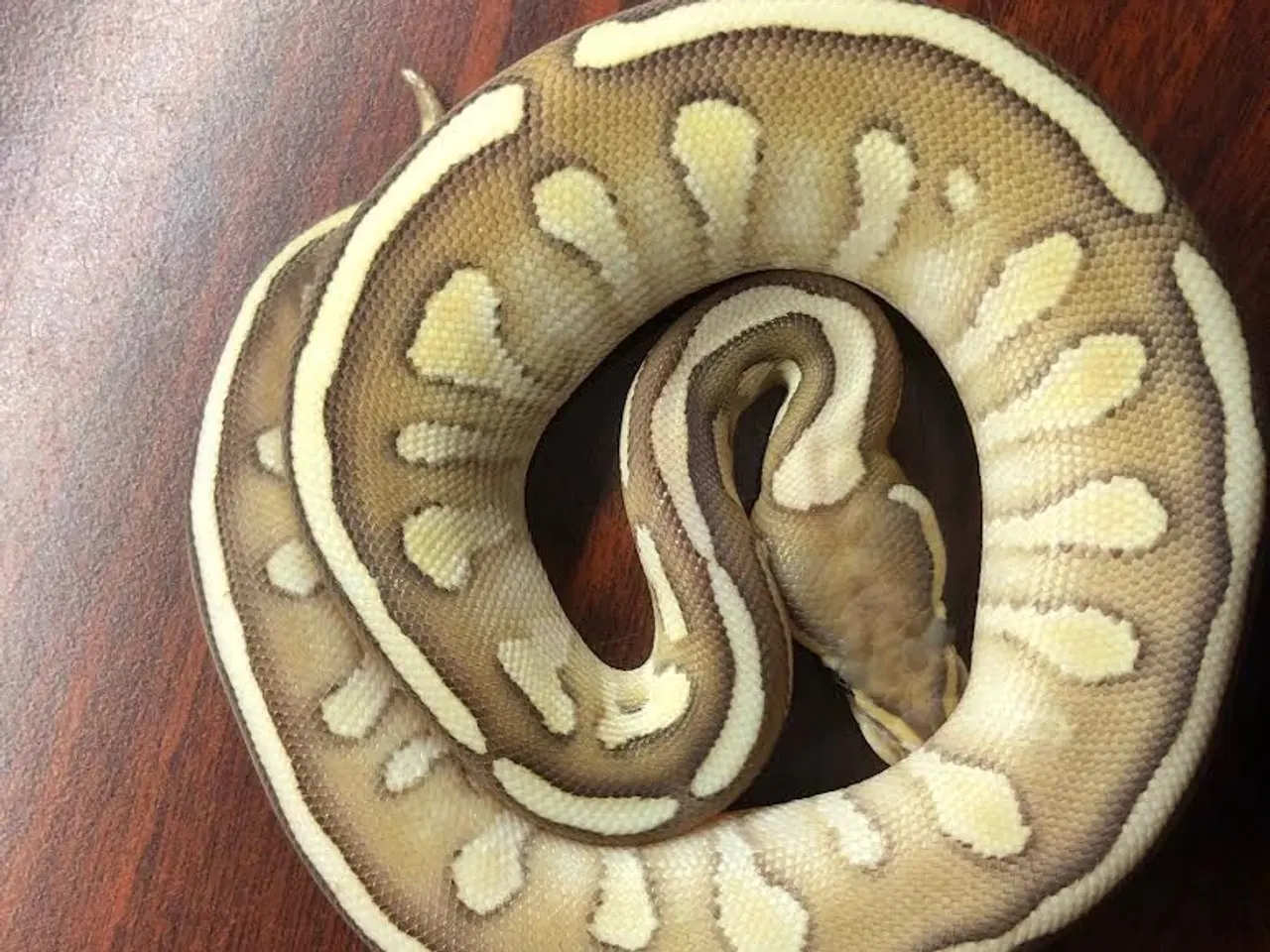 Billede 1 - Butter Fire Yellow Belly - 100% het .........