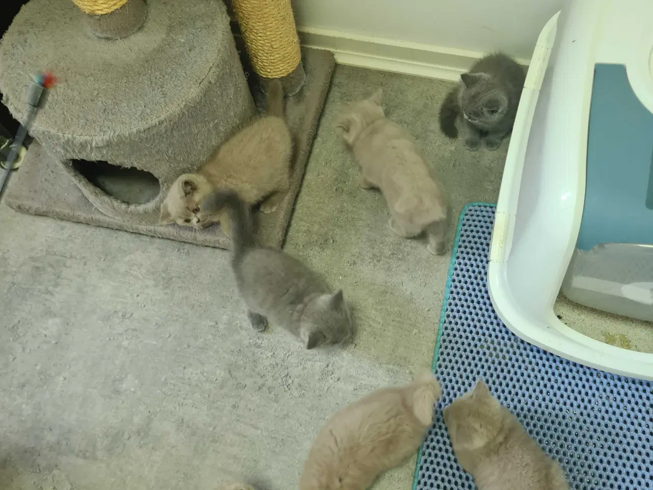Billede 8 - British Shorthair killinger 