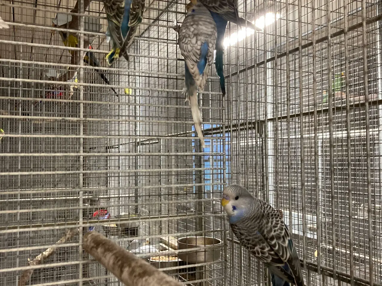 Billede 4 - Undulatunger lige kommet ud af kassen