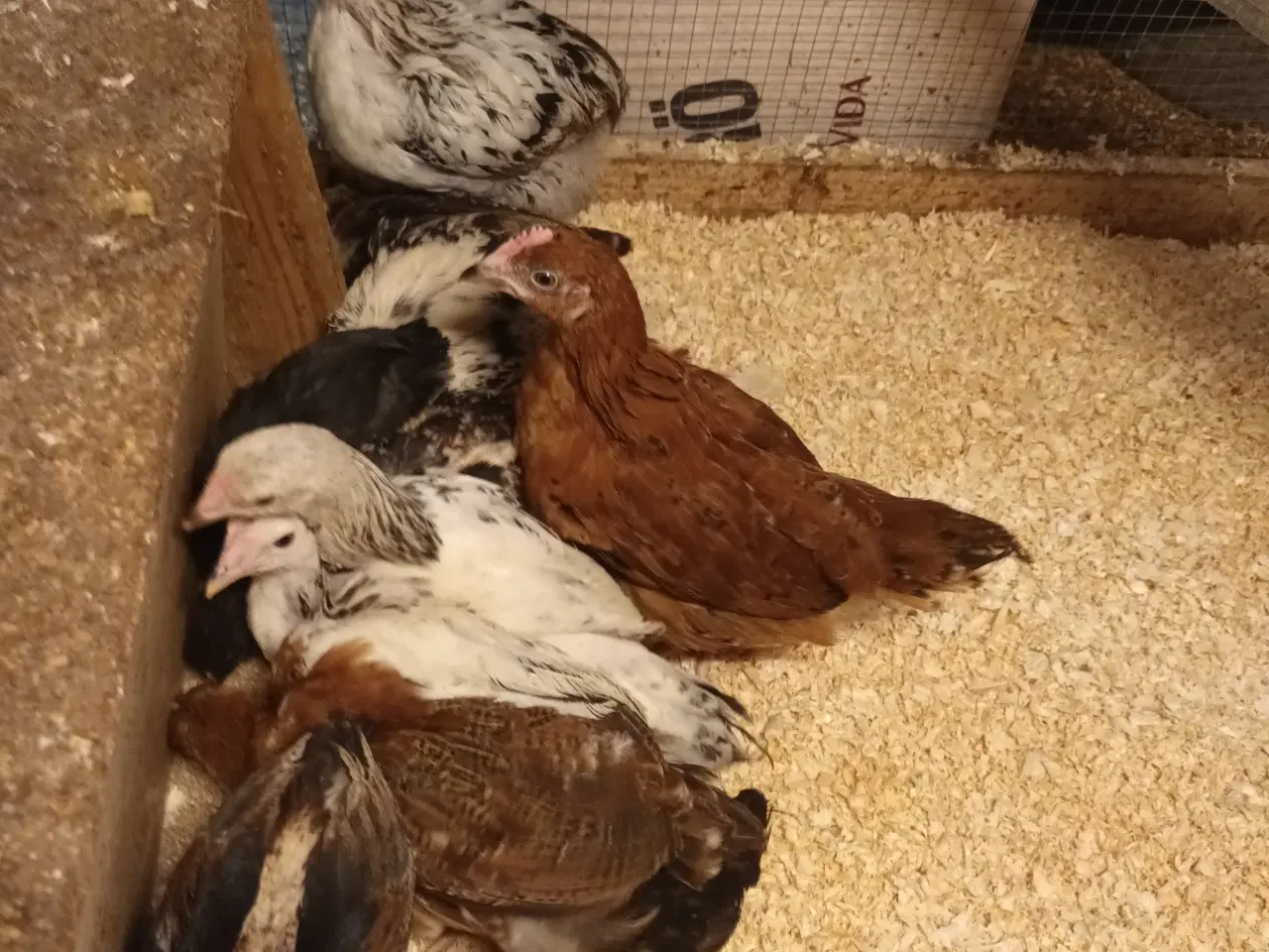 Billede 1 - Varmefri blandings kyllinger