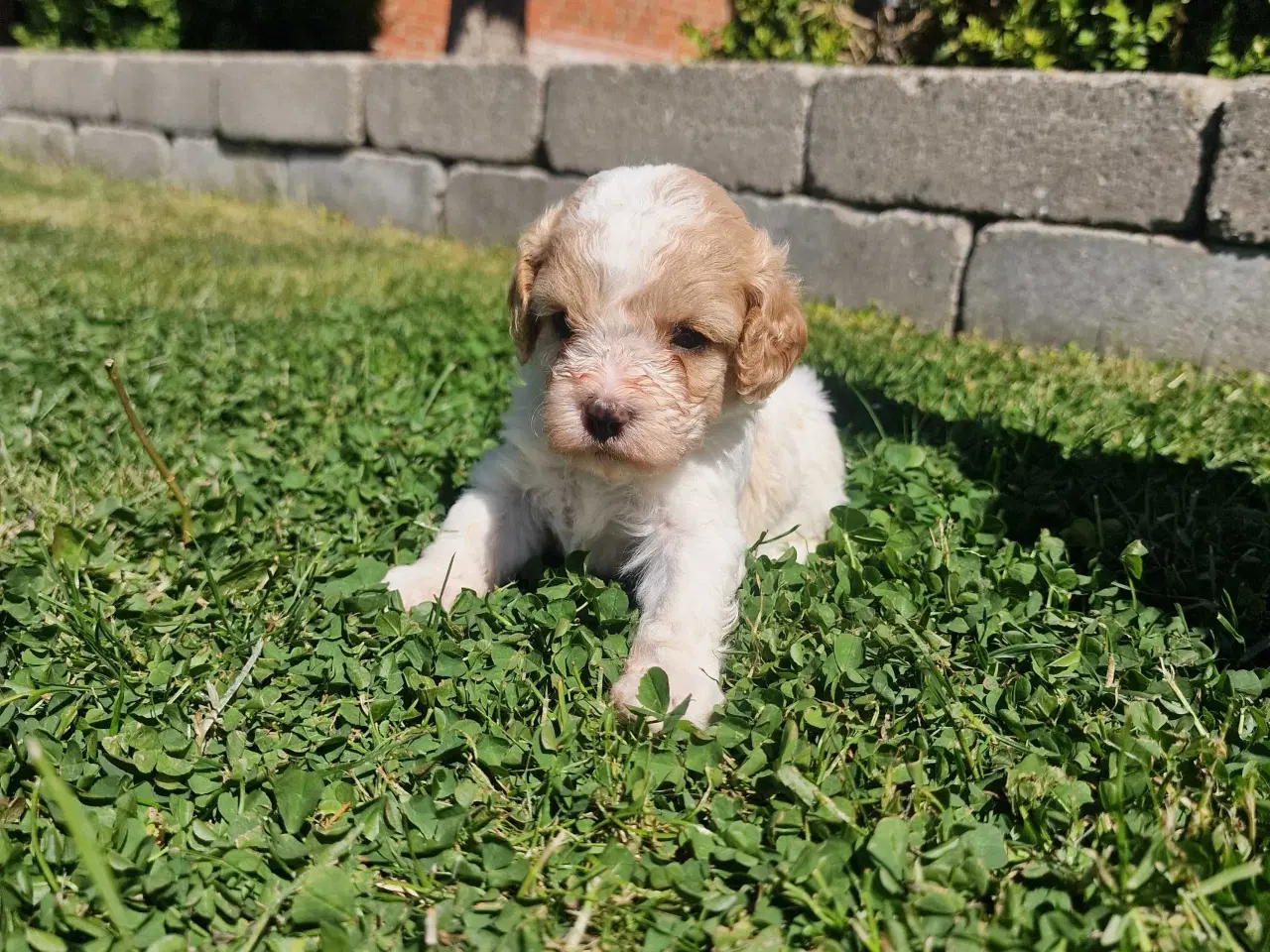 Billede 7 - Cavapoo