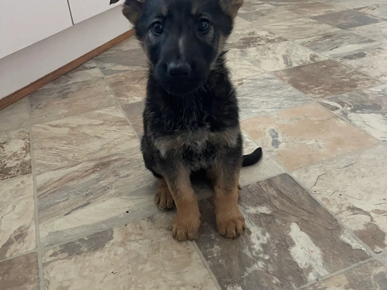 Billede 8 - Schæfer hvalpe