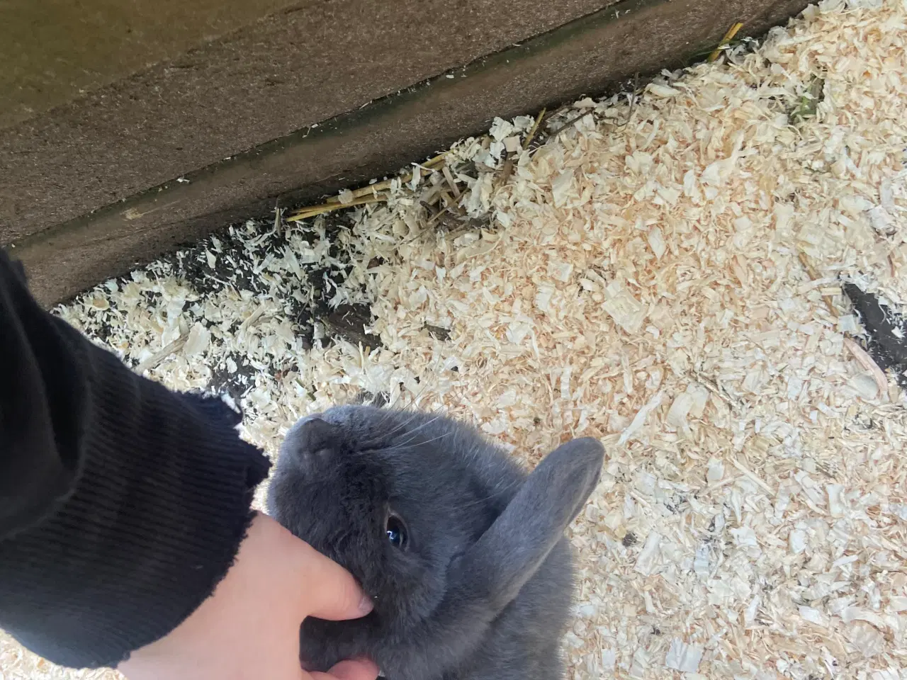 Billede 2 - Mini lop kaniner