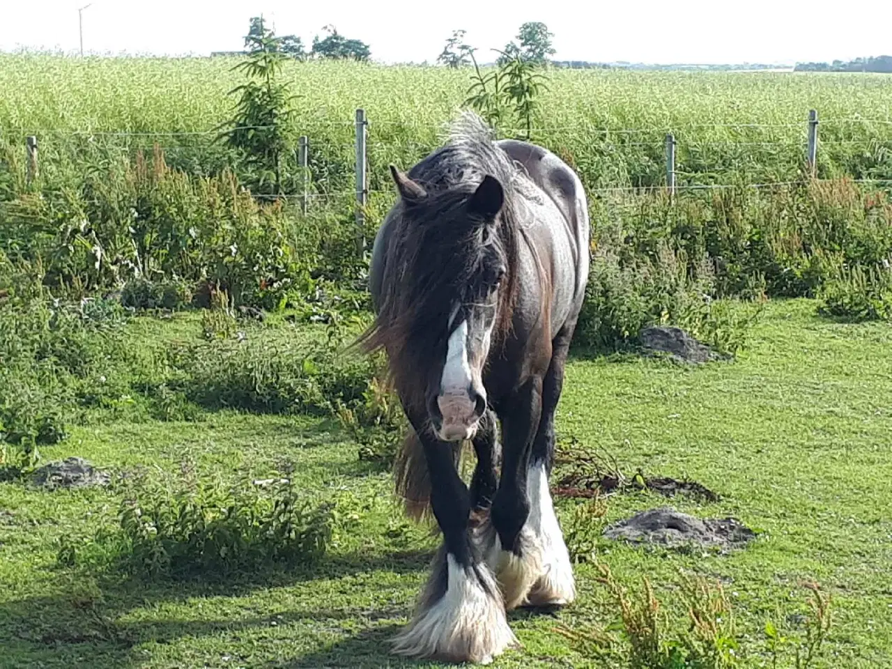 Billede 1 - Tilredet ældre Tinkerhoppe søges 