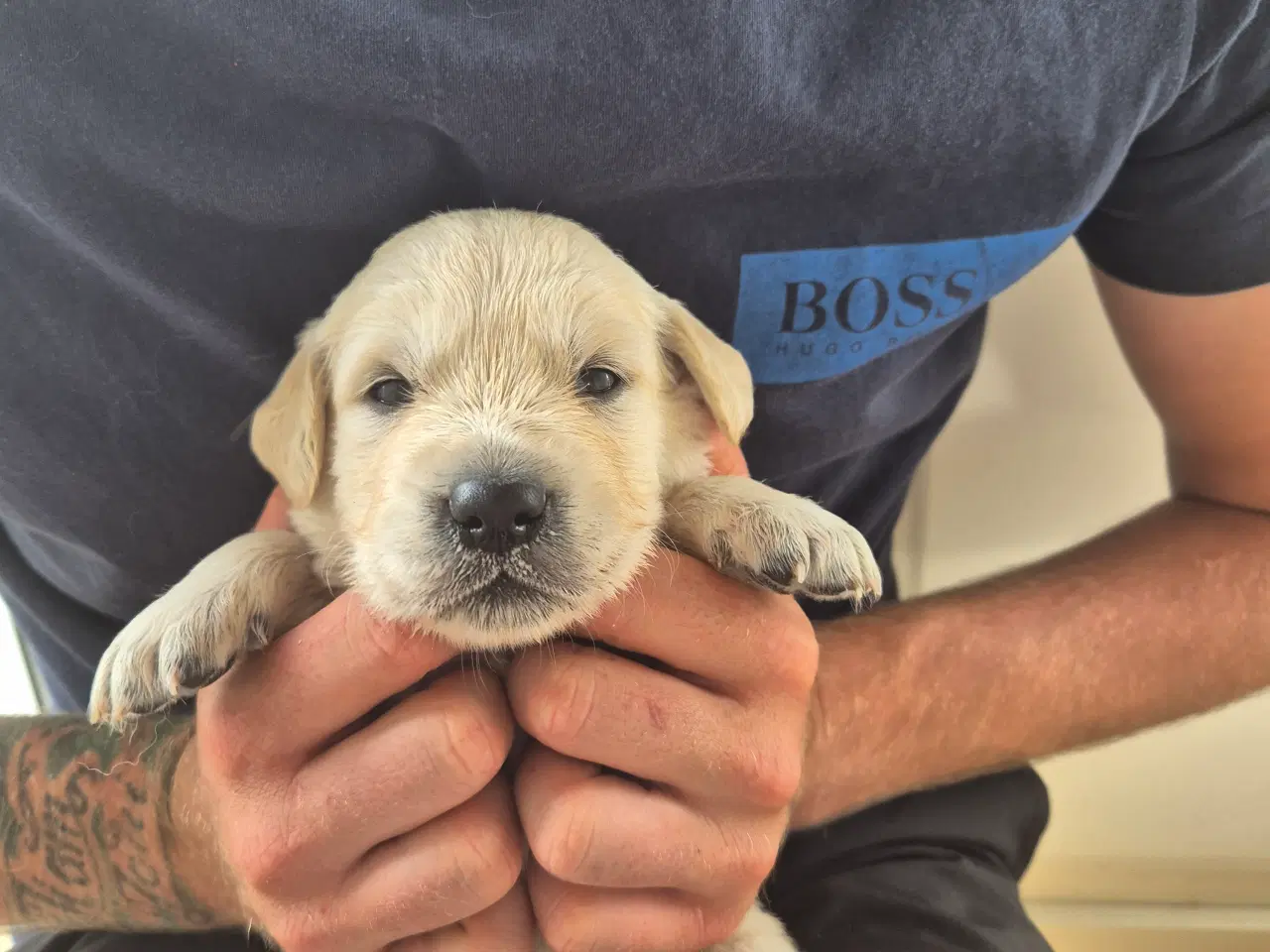 Billede 7 - Golden retriever hvalpe