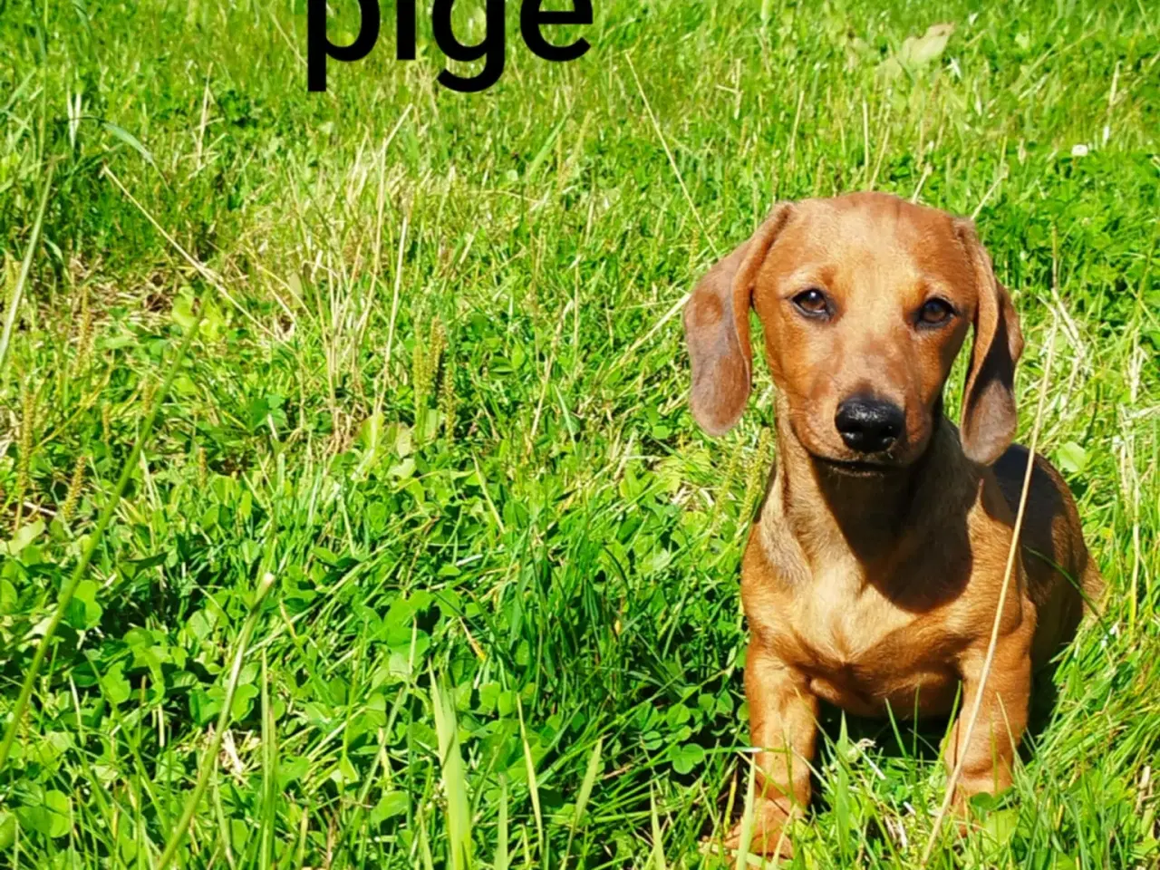 Billede 2 - Gravhunde hvalpe korthåret 