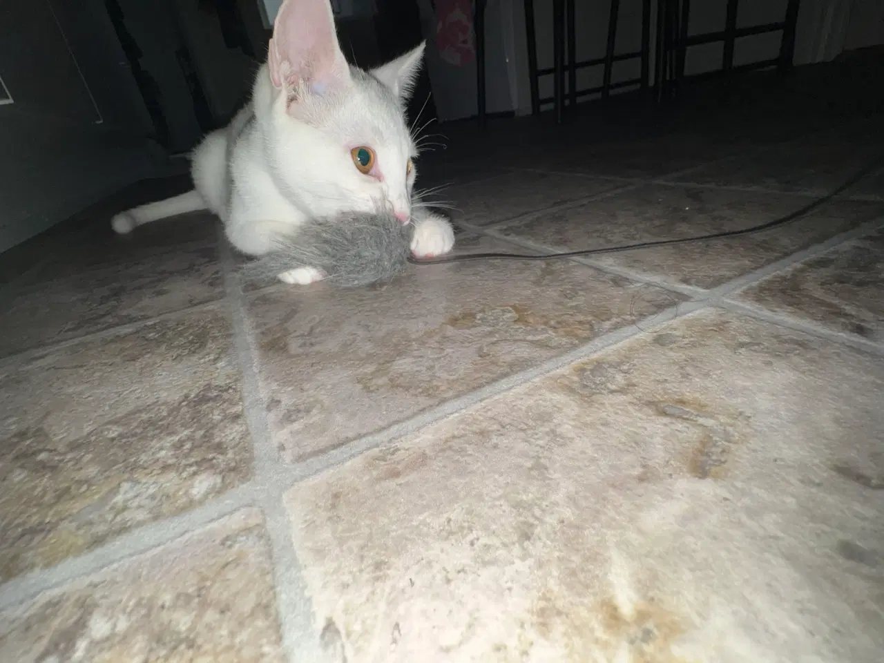 Billede 6 - Søge nyt og trygge hjem