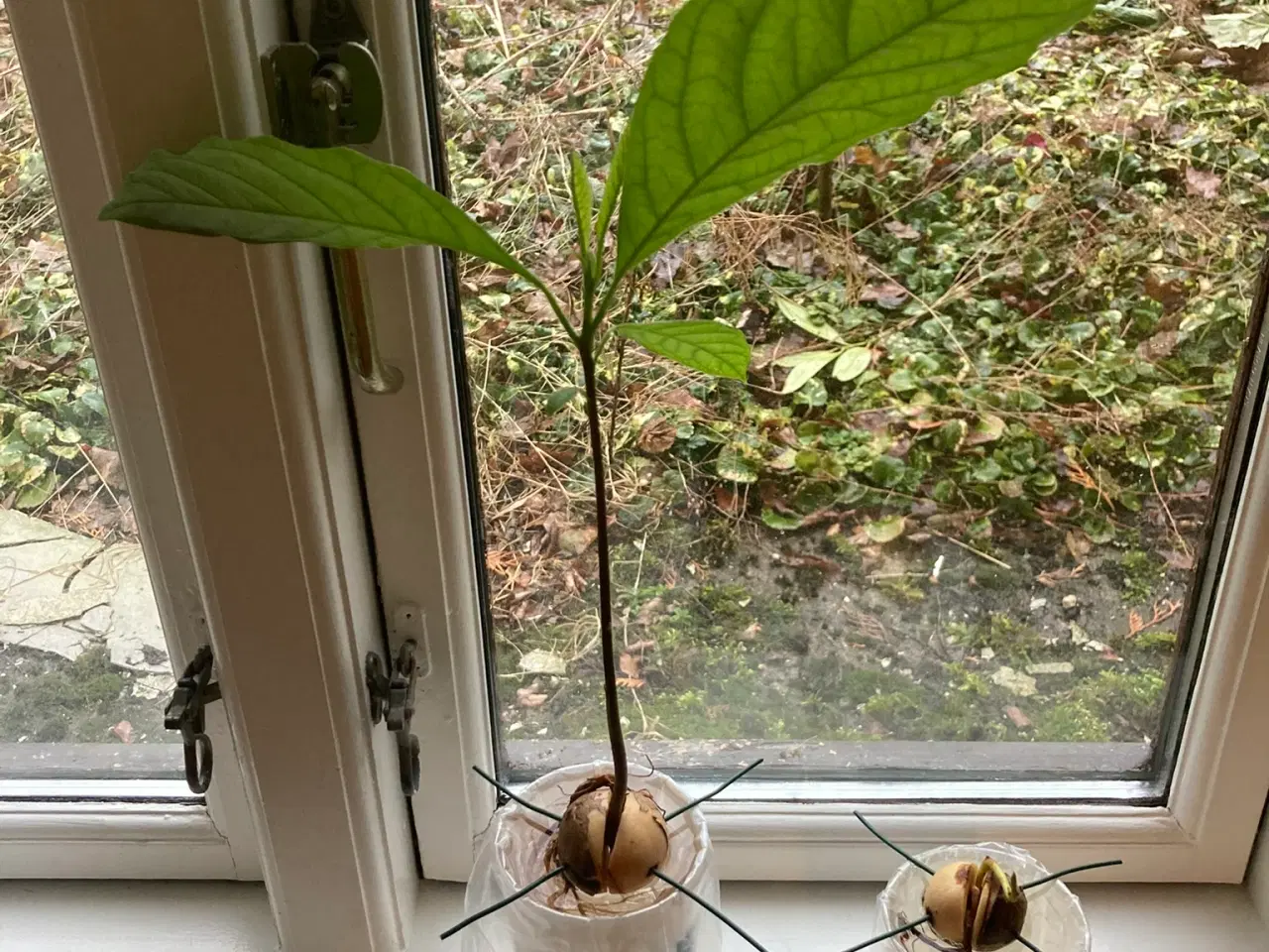 Billede 7 - Avokadoplante - flere stk