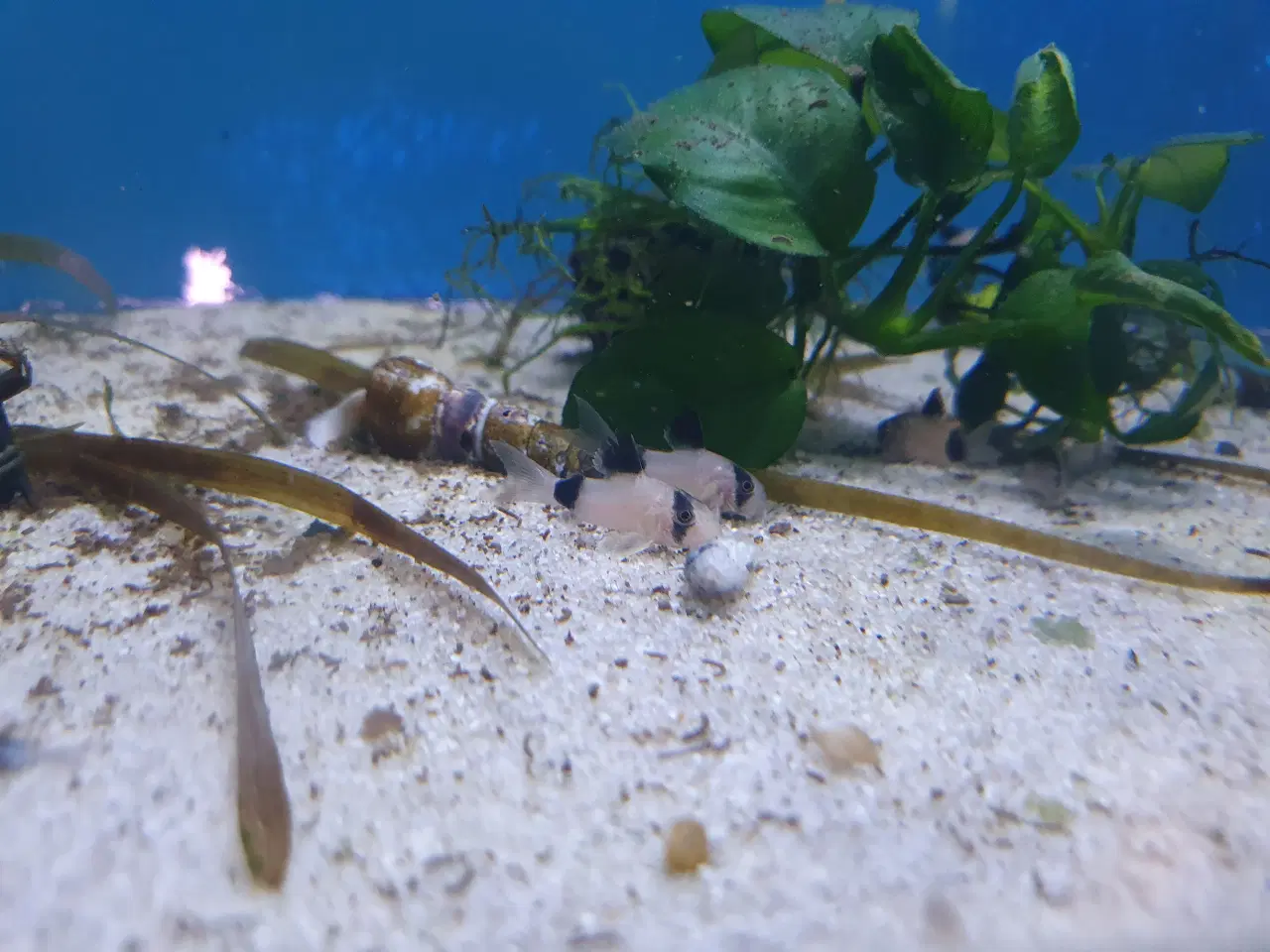 Billede 5 - Corydoras Panda sælges! 🐼