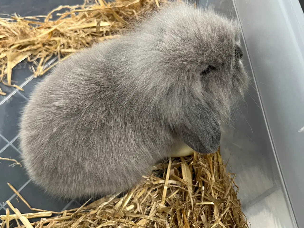 Billede 3 - Sød lille kninunge søger nyt kærligt hjem