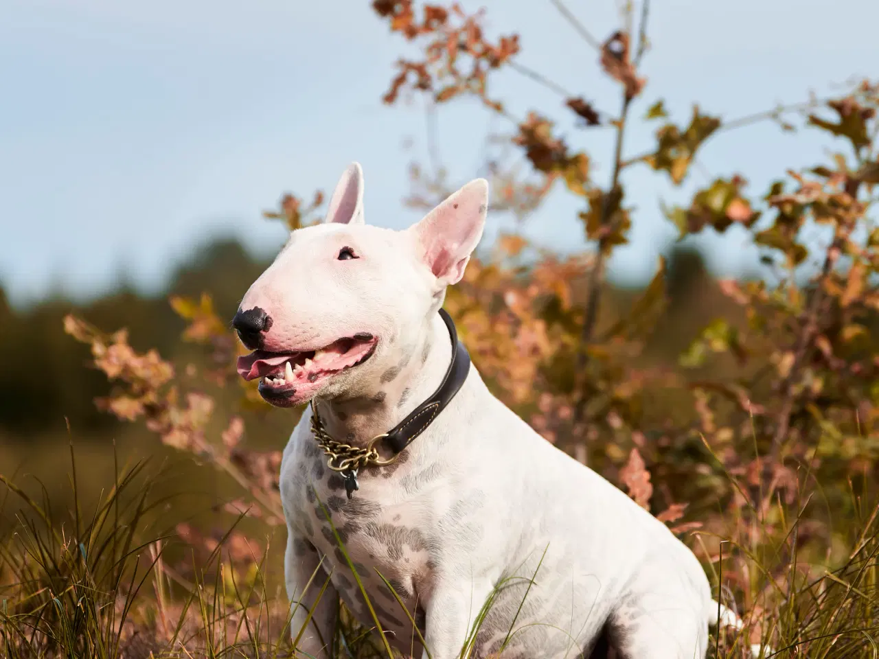 Billede 8 - Hund