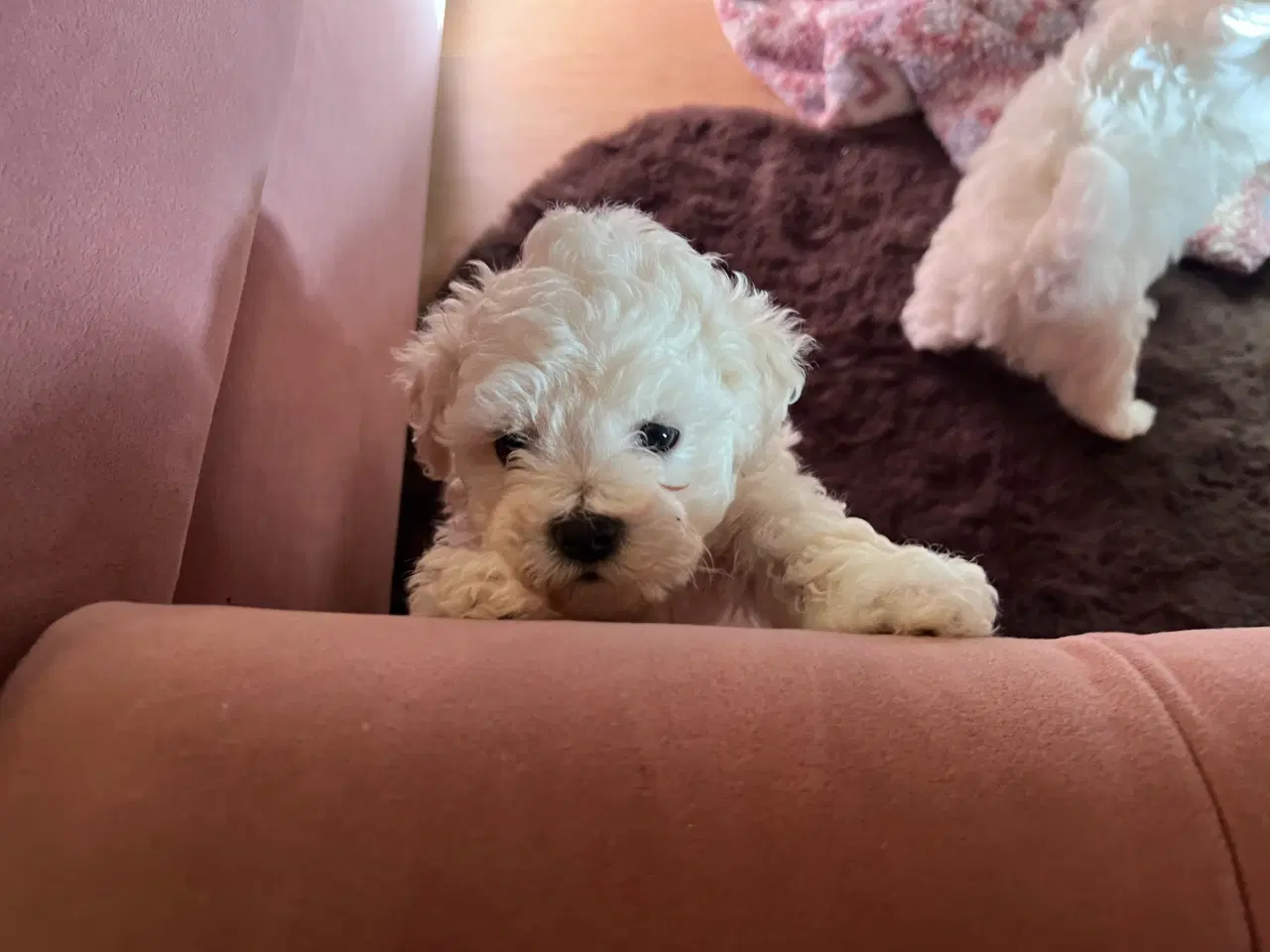 Billede 6 - Havachon hvalpe 🐶