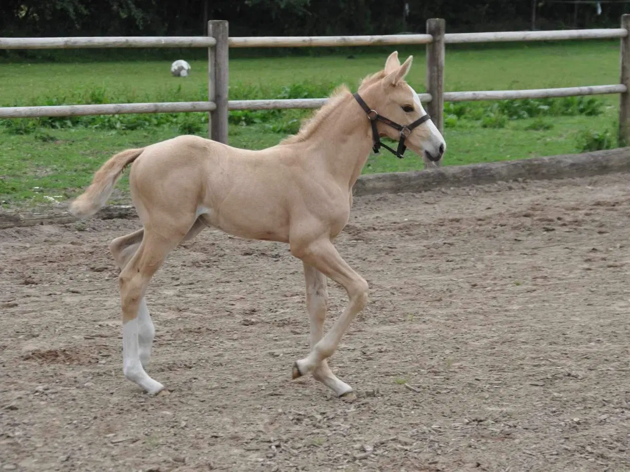 Billede 2 - Dejlig velgående palomino 