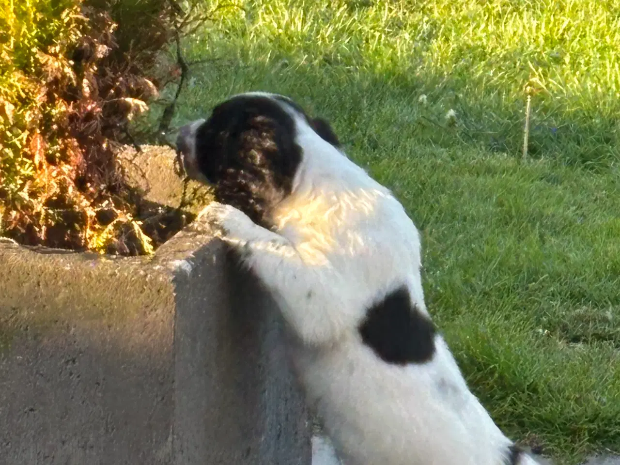 Billede 12 - Ft springer spaniel 