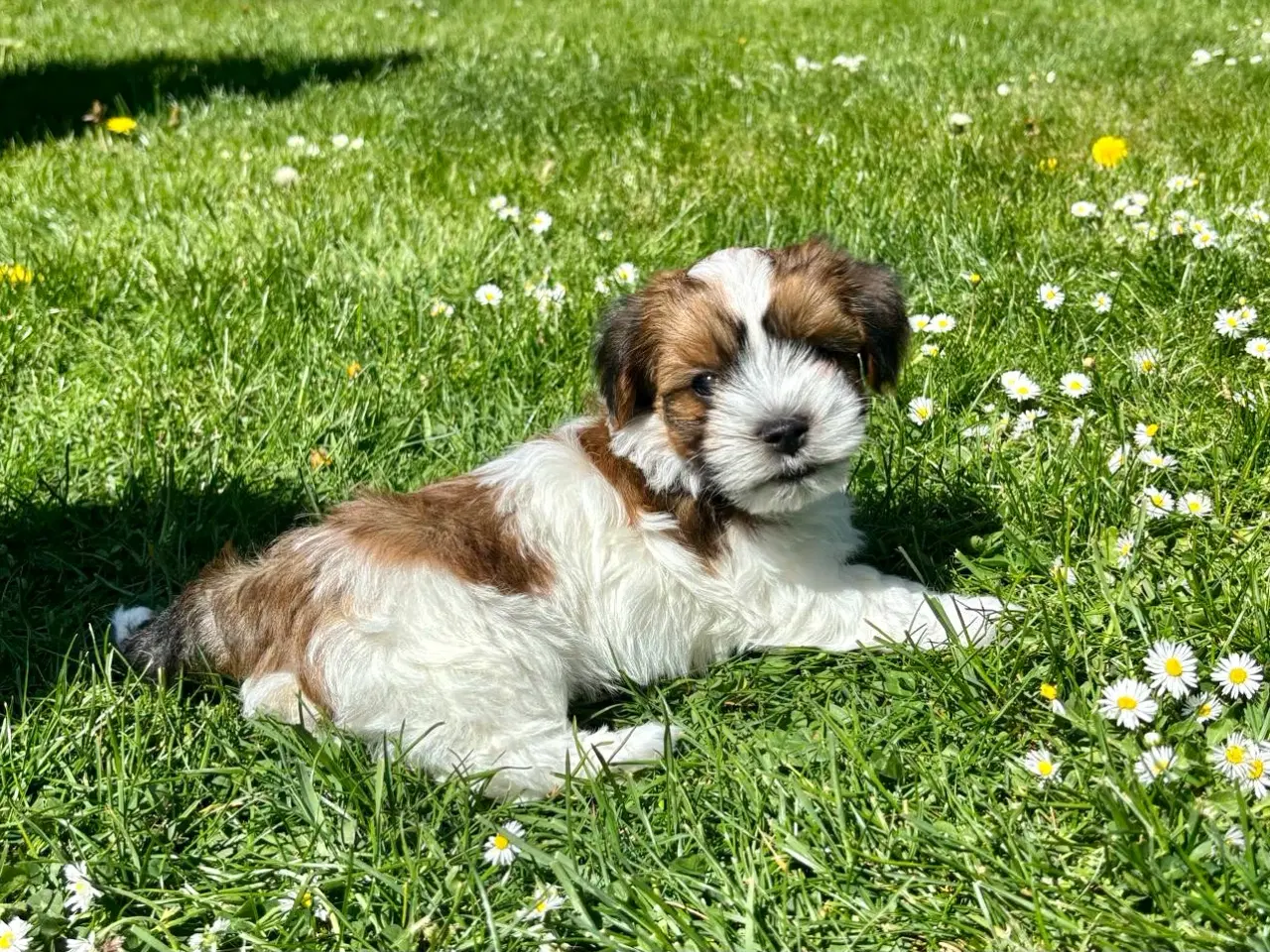 Billede 3 - Skønne Bichon Havanais-hvalpe
