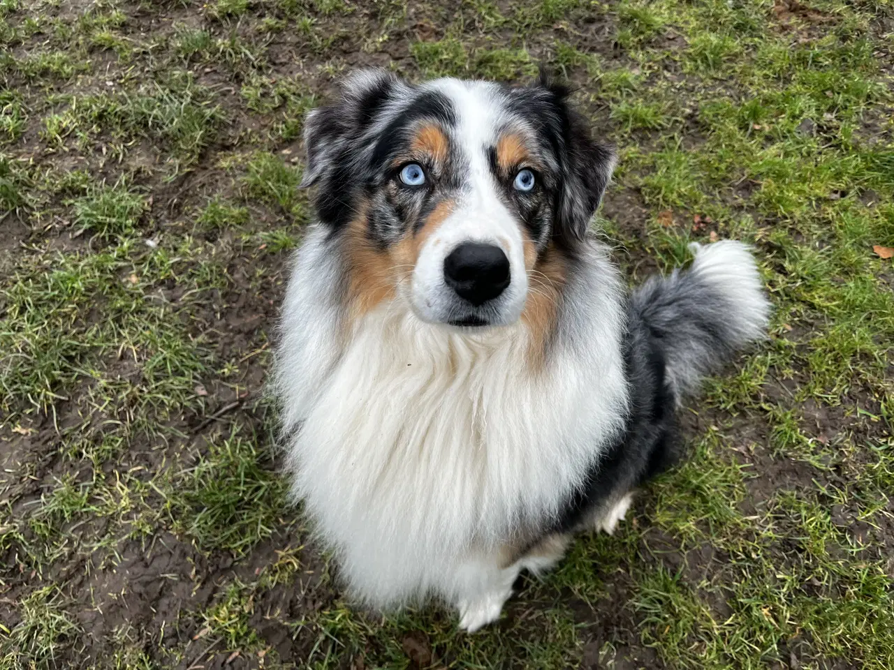 Billede 6 - Australsk hyrdehund hvalpe