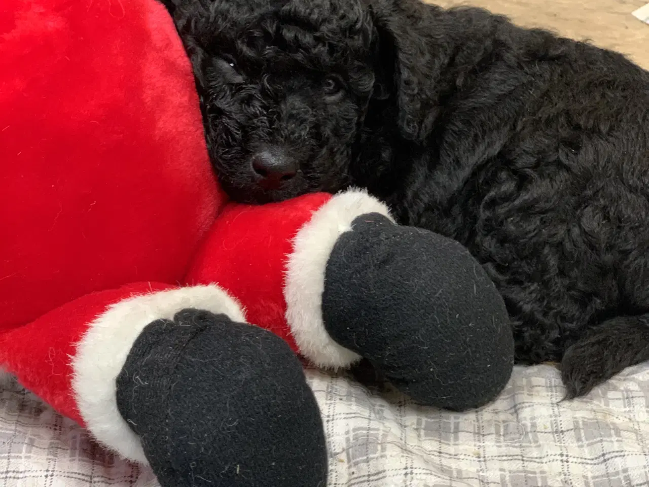 Billede 11 - De skønneste Golden Doodle F1B babyer