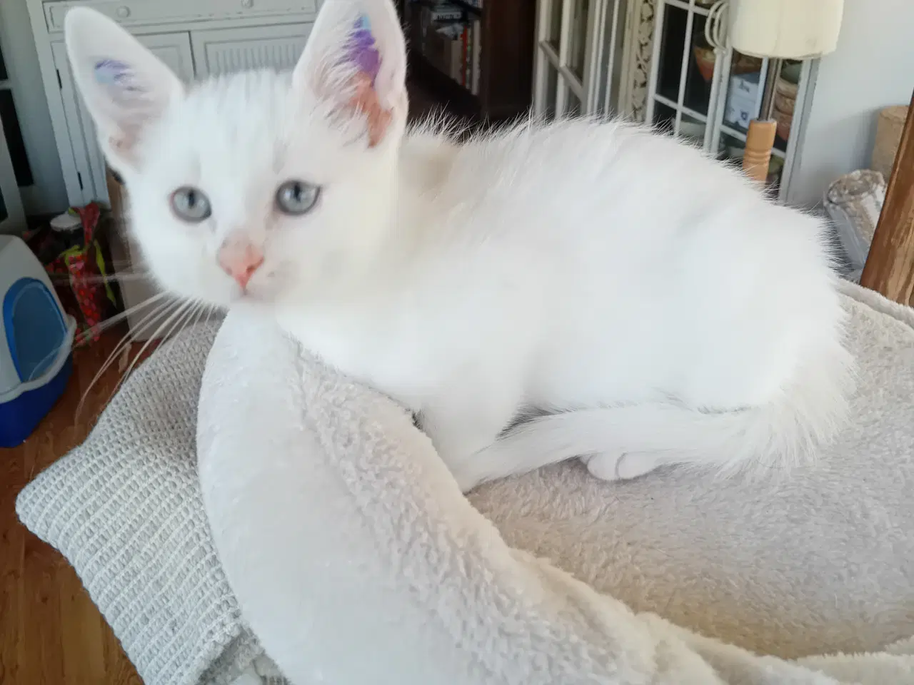 Billede 8 - Maincoon blanding