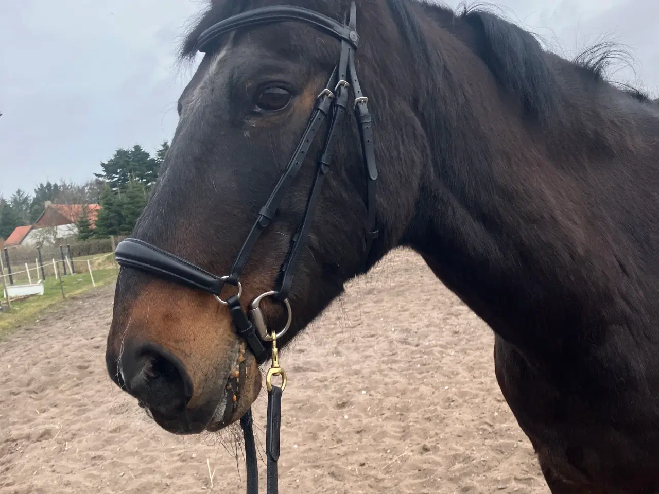 Billede 4 - Opstaldning i jeberg 