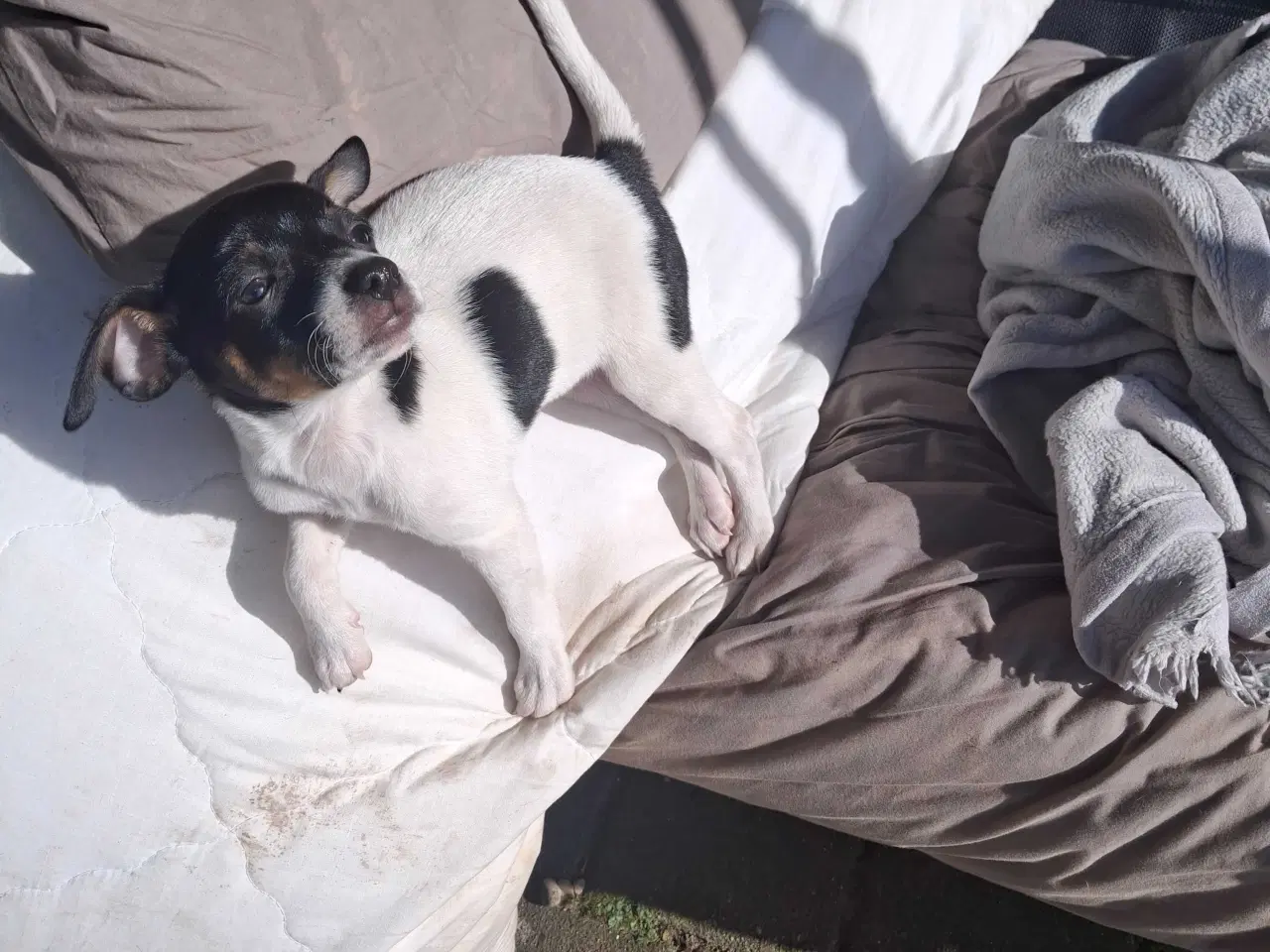 Billede 3 - Dansksvenskgårdhund hvalp