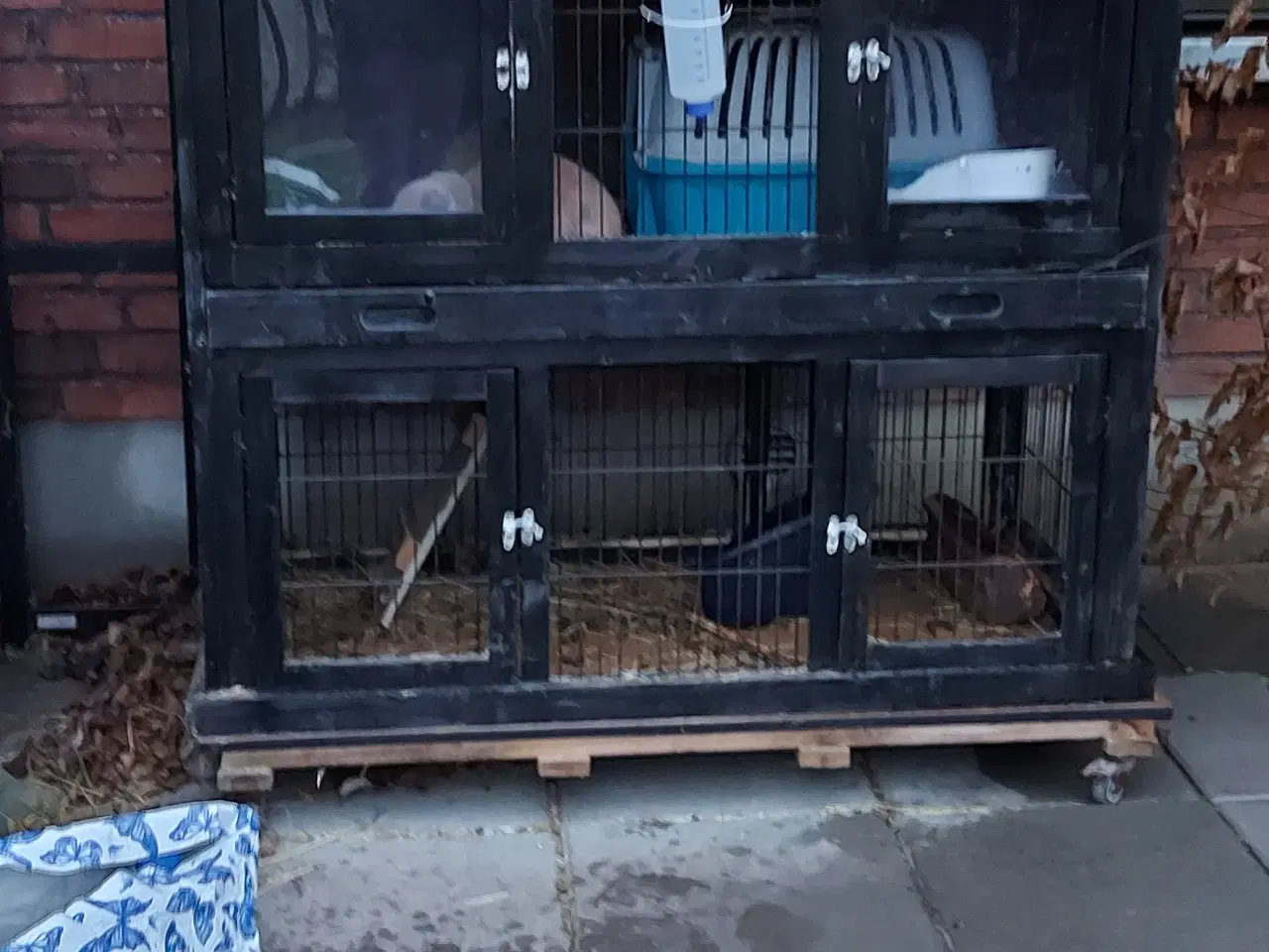 Billede 4 - Kaniner  og med bur