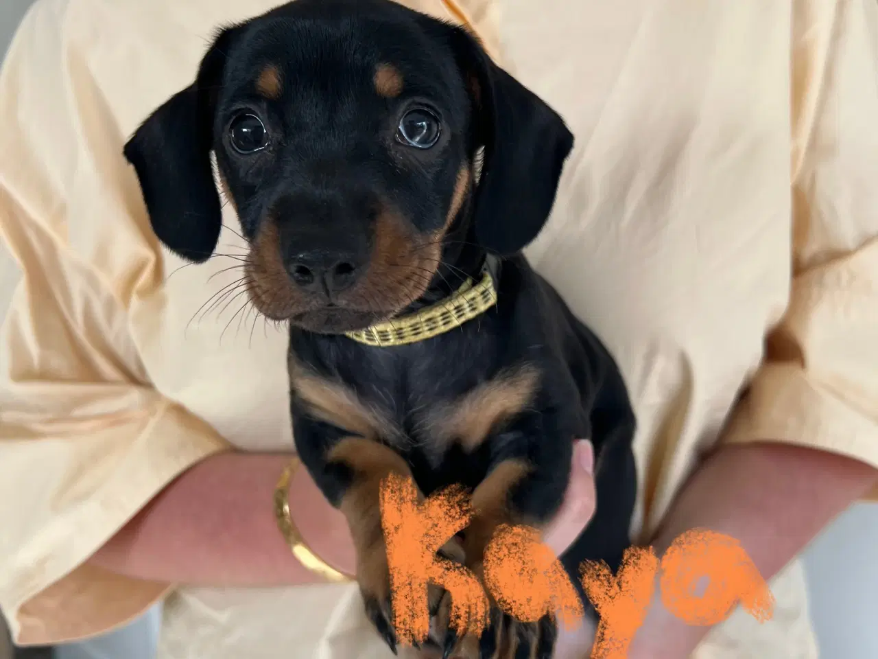 Billede 3 - 🐶 Kun 2 Chiweenie-hvalpe tilbage – Klar 21/8!