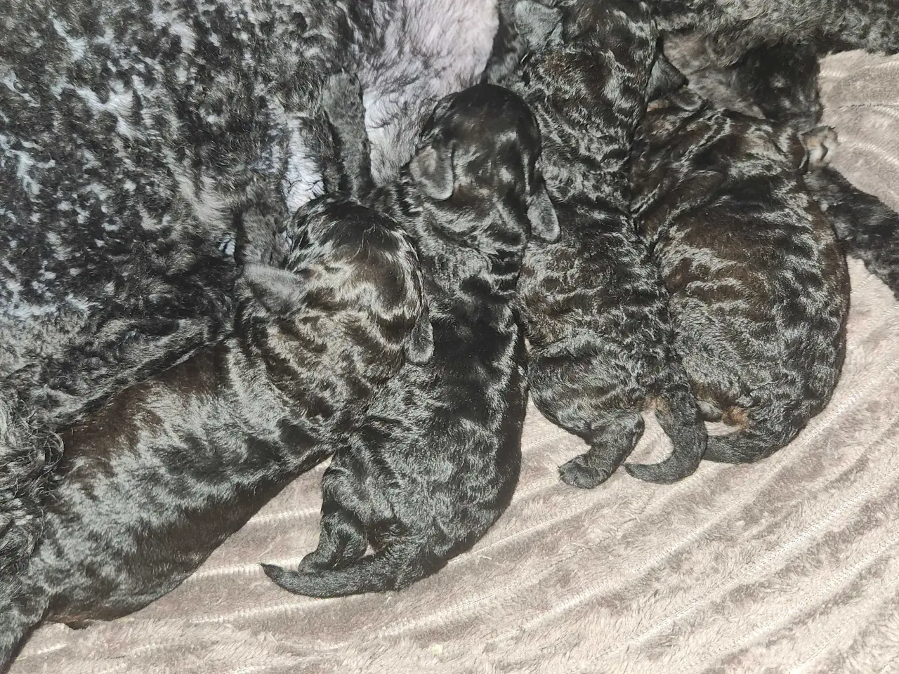 Billede 7 - Bamserne søger ny opvartning 