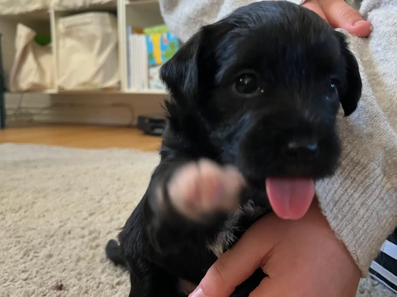 Billede 2 - 3 tævehvalpe sælges - Jack Russell / Bichon Havana