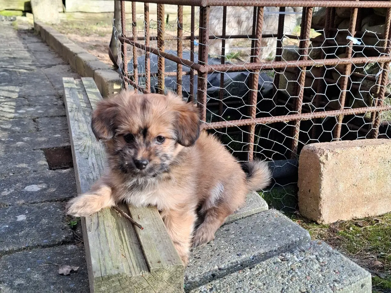 Billede 4 - 2 små prinsesser søger nye madskåle