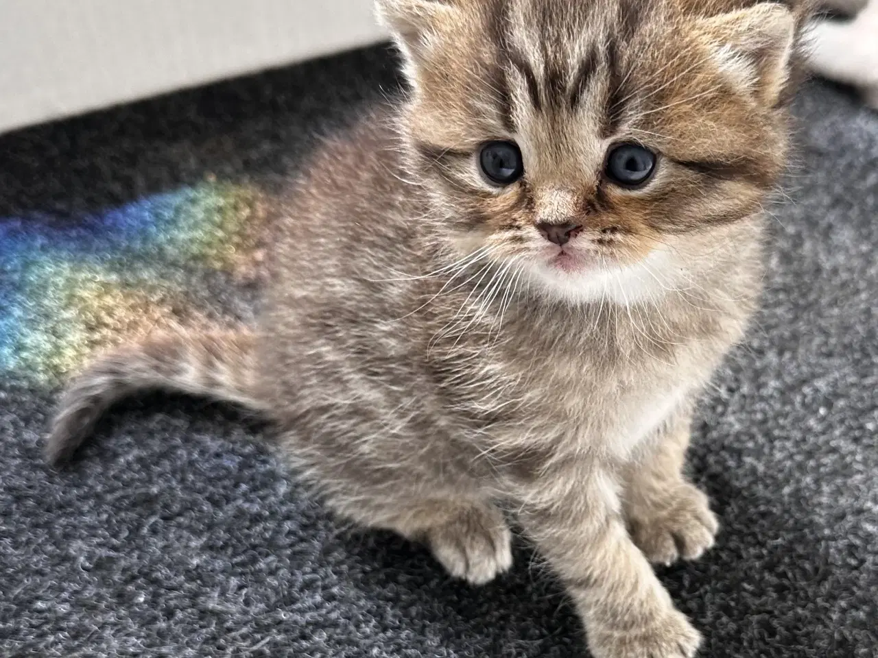 Billede 13 - British shorthair killinger søger hjem