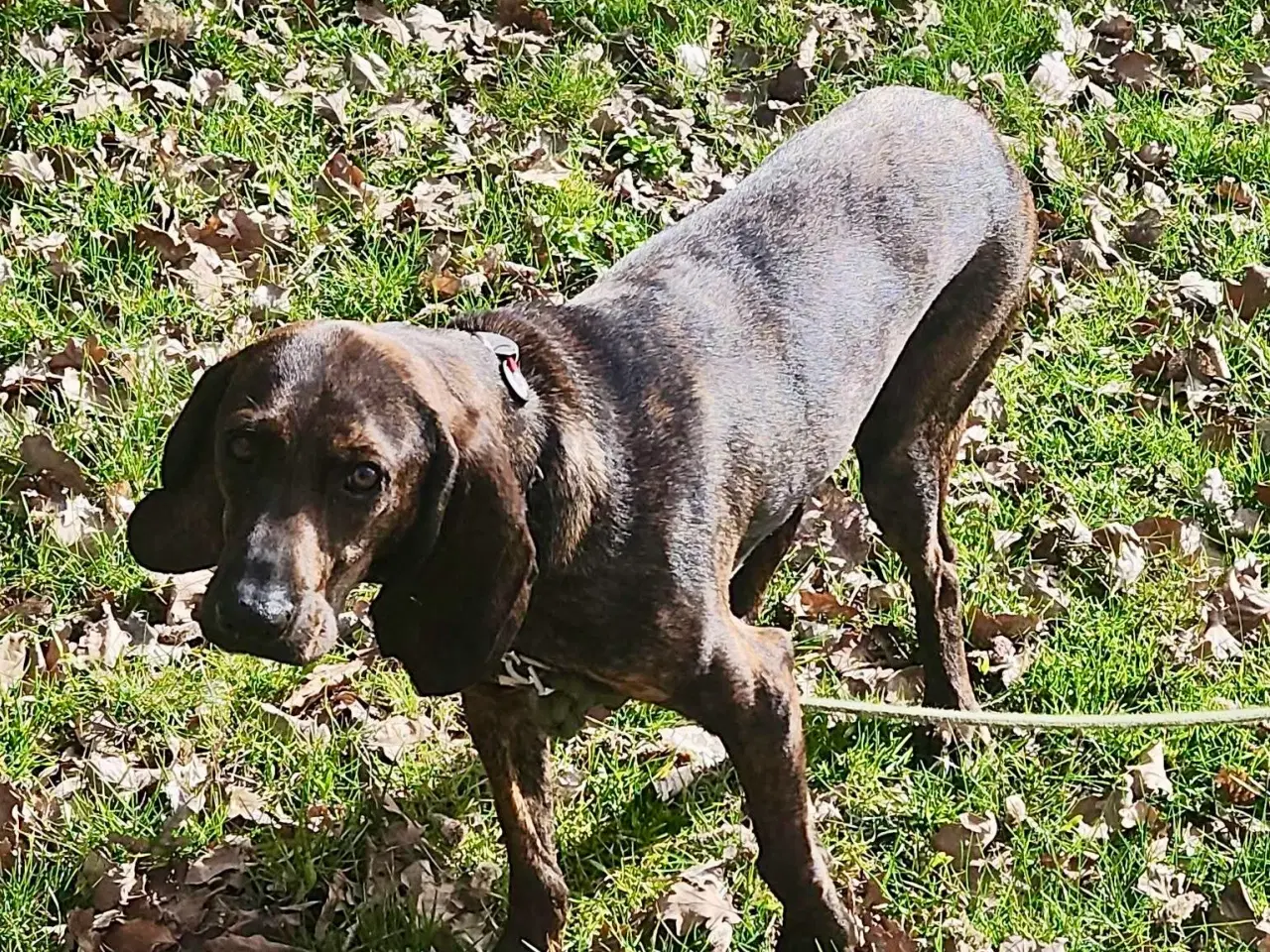 Billede 14 - Dejlige, finurlige Rollo søger ait ønskehjem 🏡💝