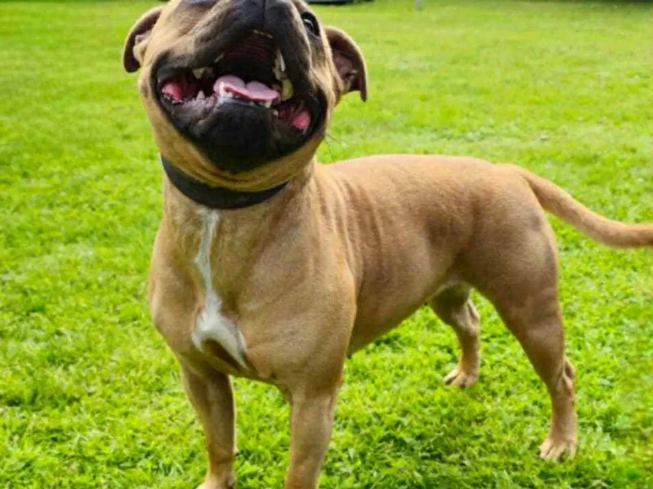 Billede 15 - 🐾 Staffordshire Bull Terrier hvalpe m. stamtavle