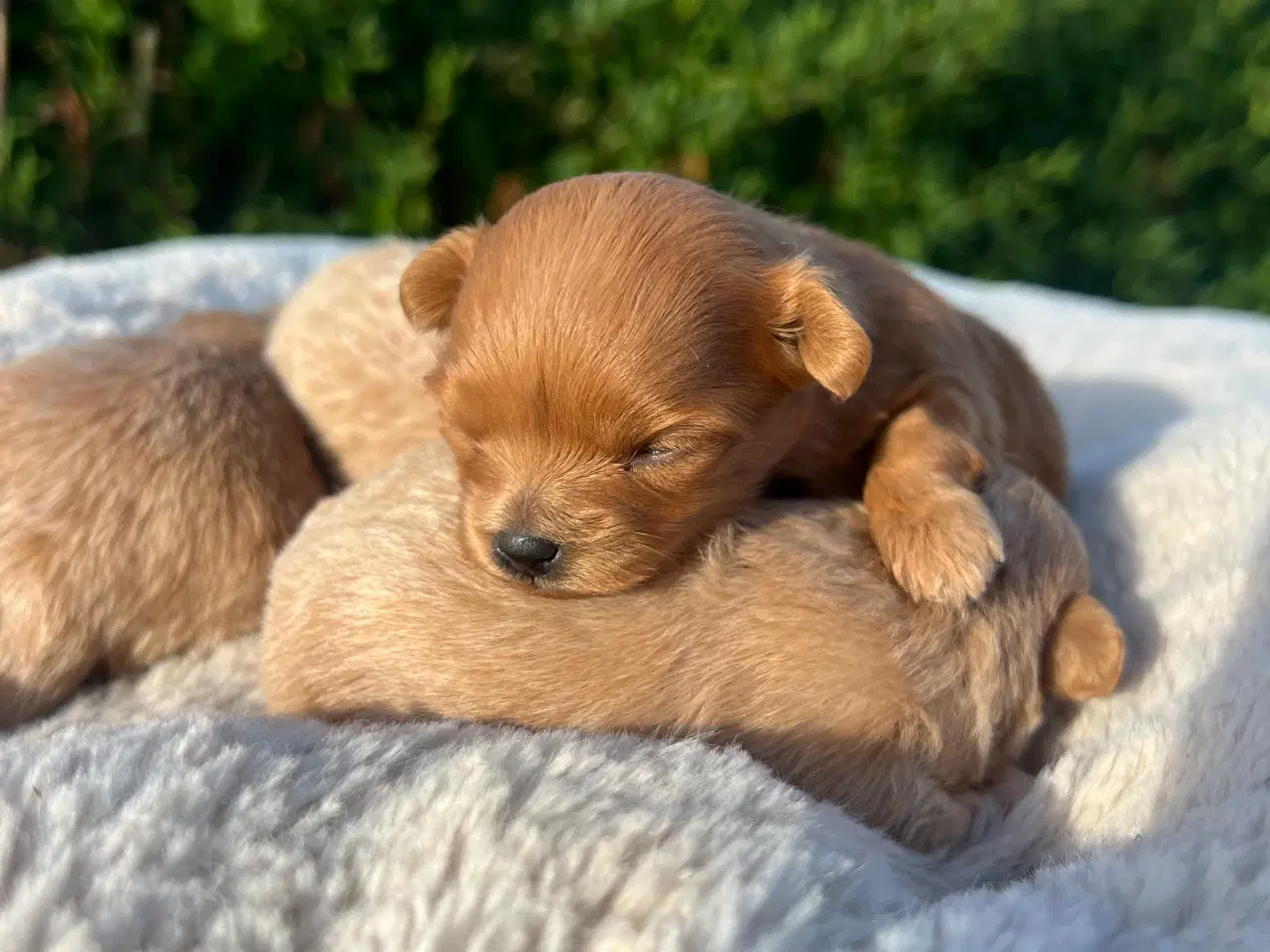 Billede 6 - Pomapoo f1
