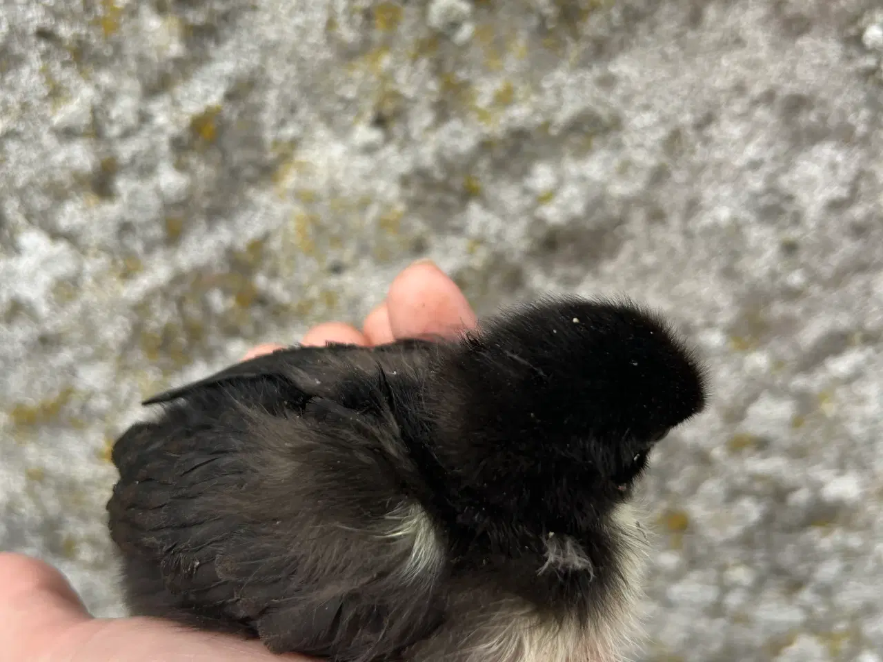 Billede 2 - Påske(Maran) kyllinger