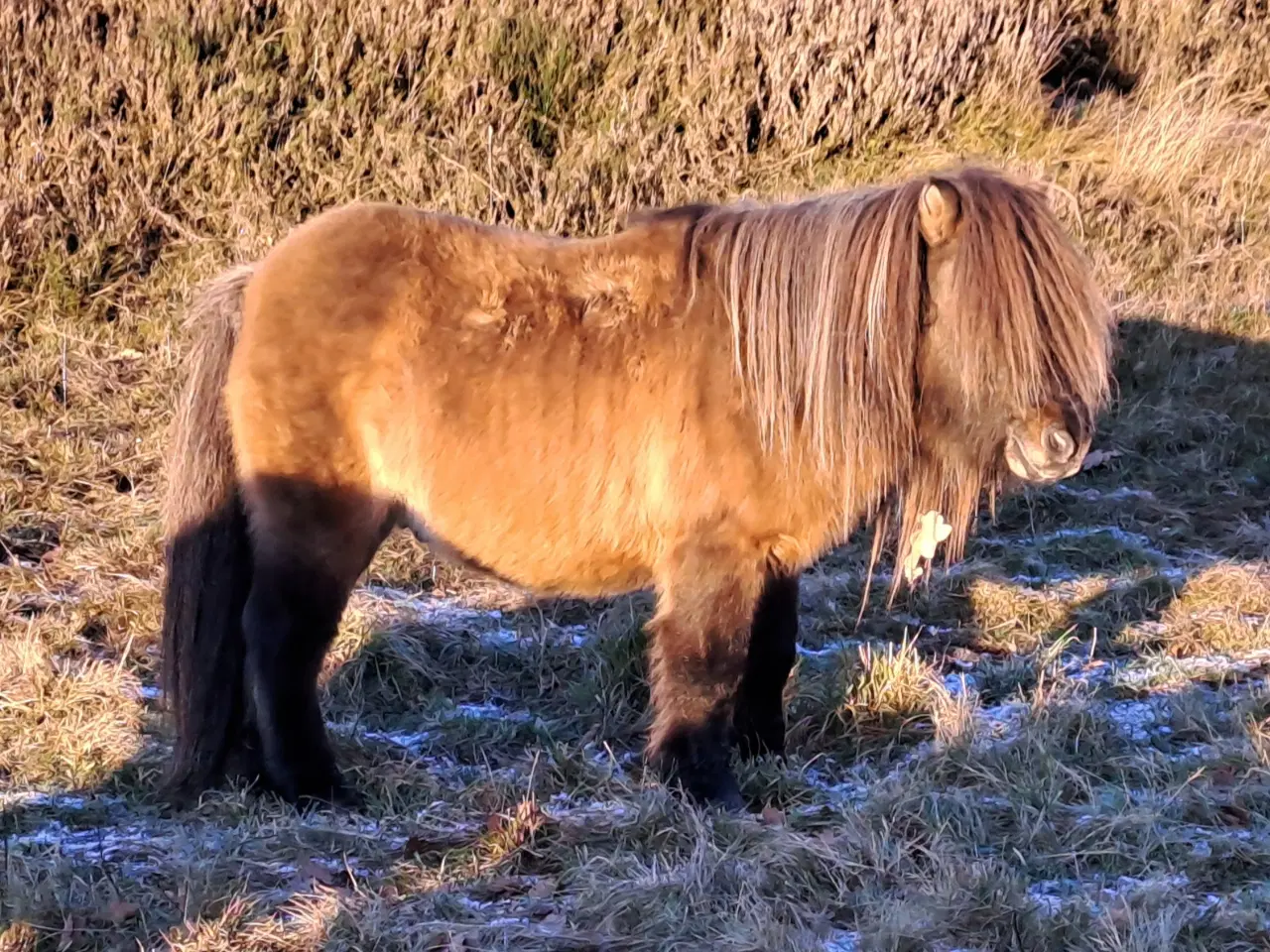 Billede 7 - Kåret Shetlandspony Avlshingst. 