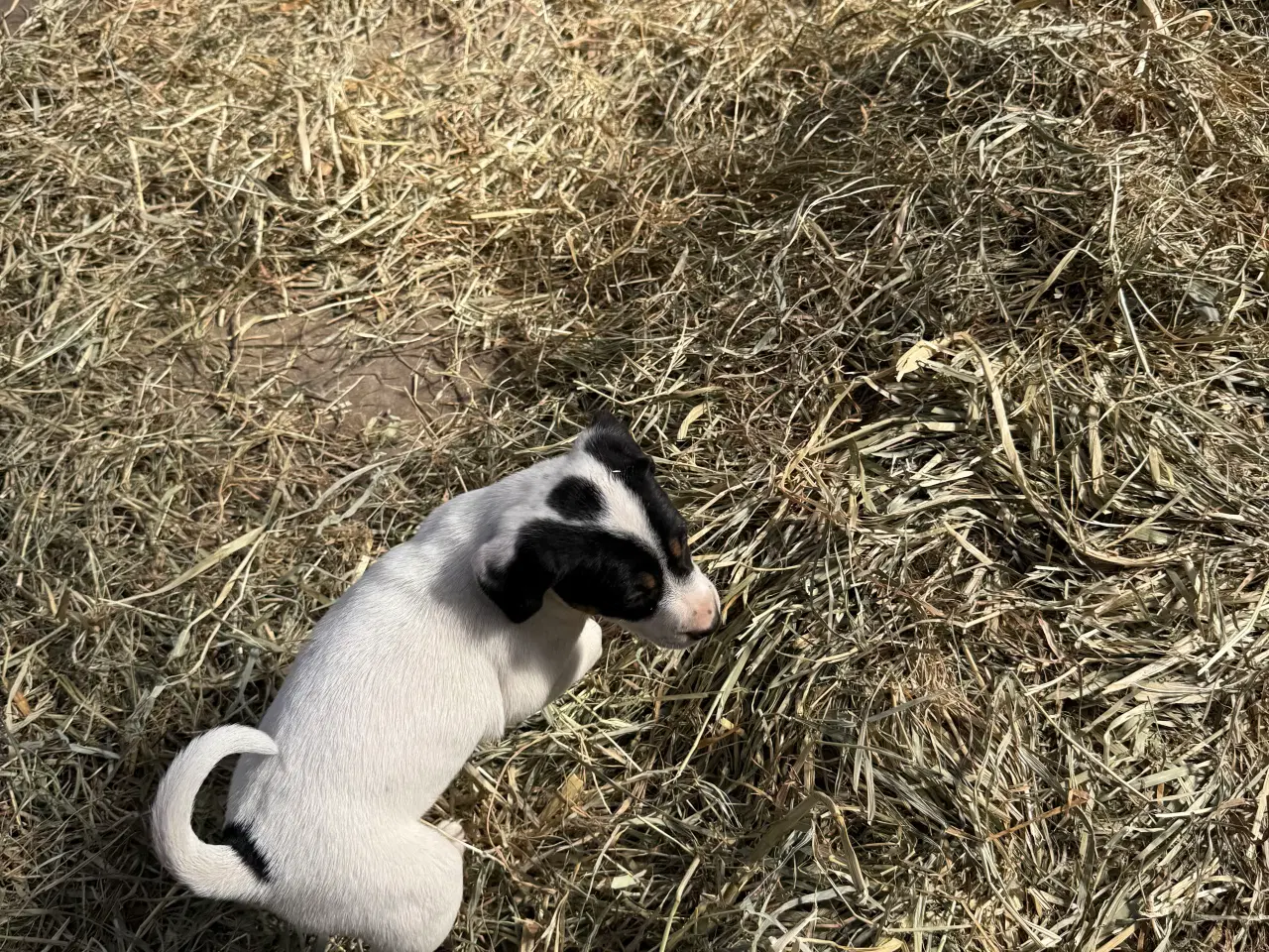 Billede 1 - Dansk/Svensk