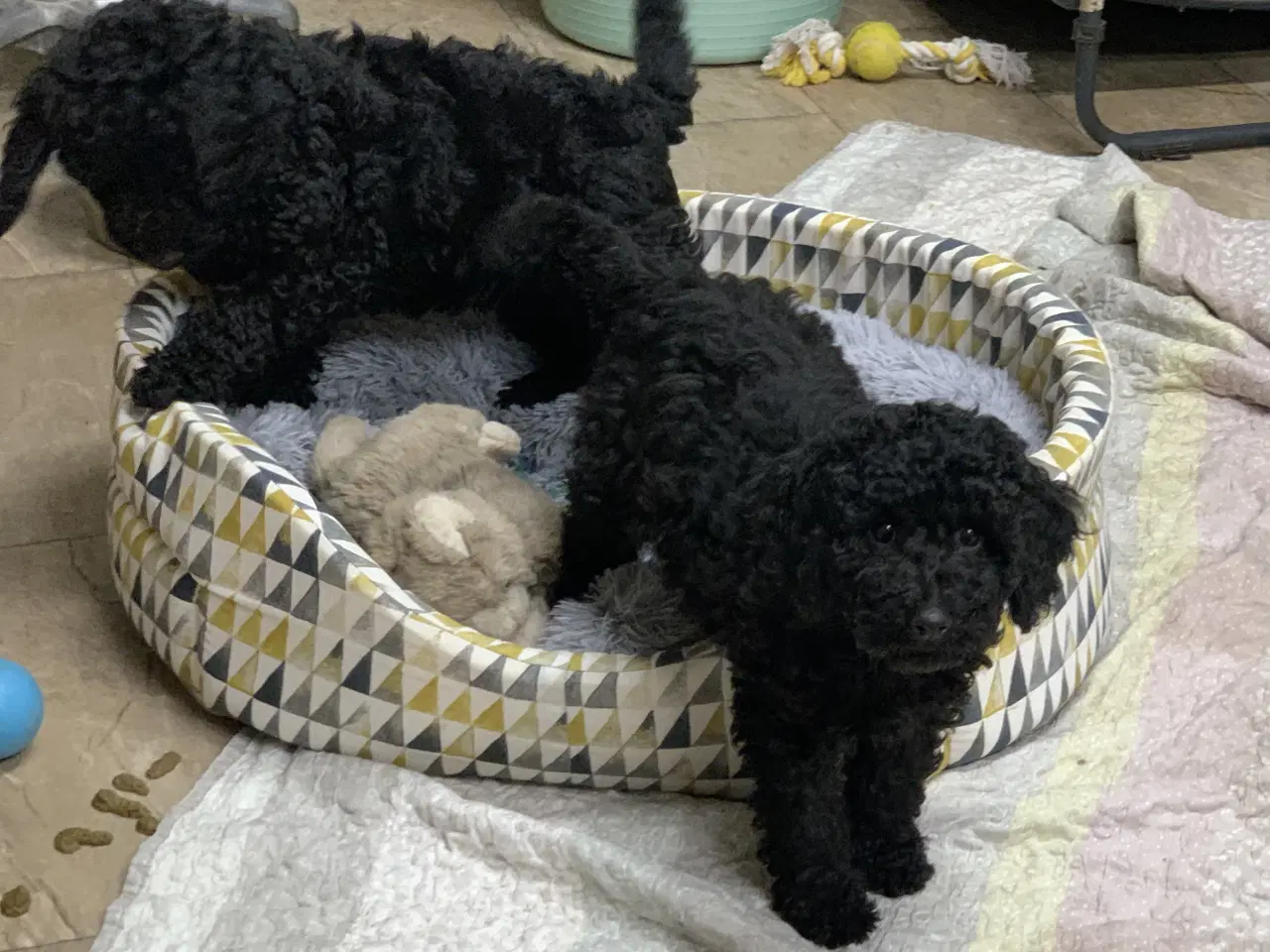 Billede 7 - Golden Doodle F1B babyer er rejse klar