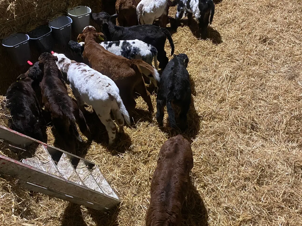 Billede 2 - Simmental kryds