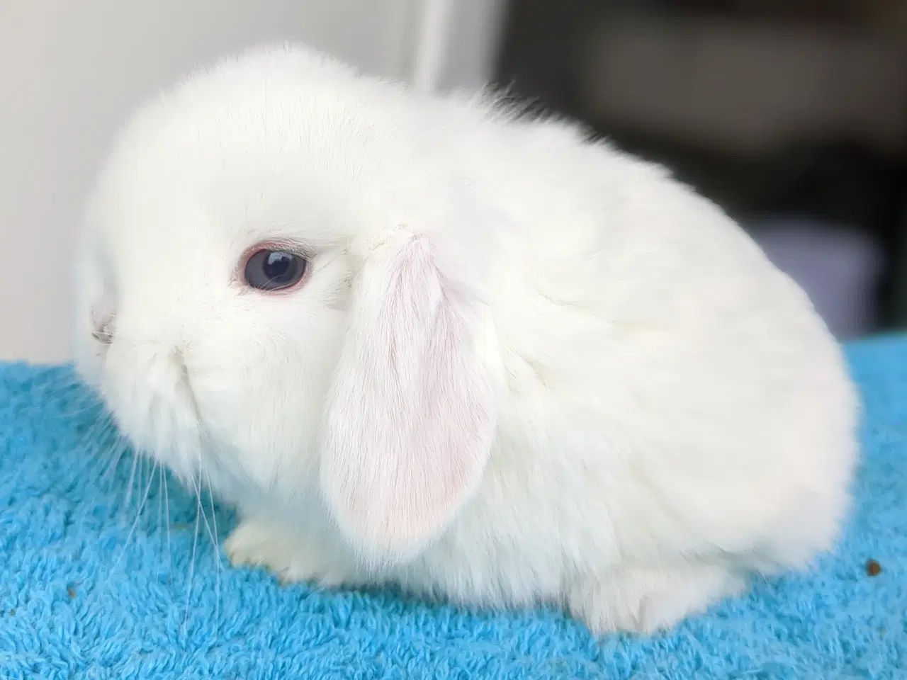 Billede 1 - Minilop kaninunge sælges 