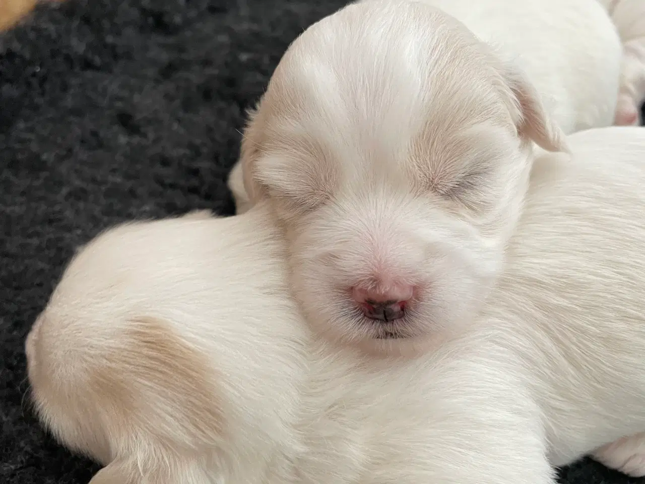 Billede 5 - 3 dejlige coton de tulear hvalpe søger nye familie