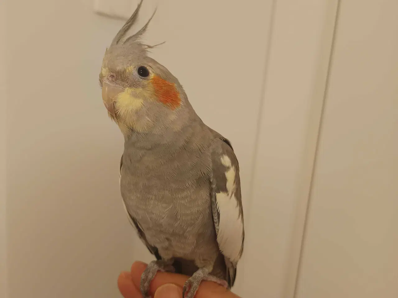 Billede 3 - Nymfeparakit o år