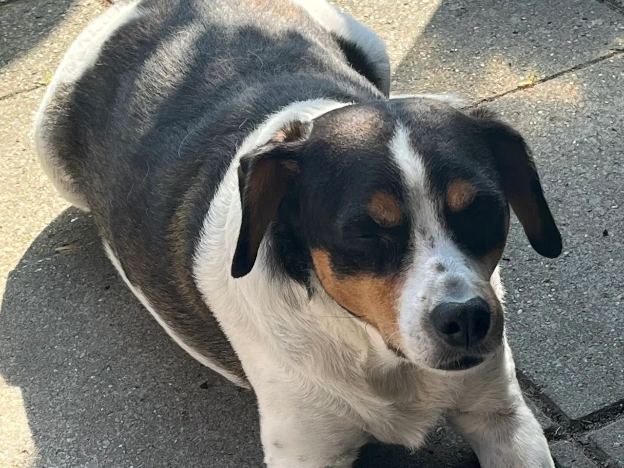 Billede 1 - Søger ny beste hundeven