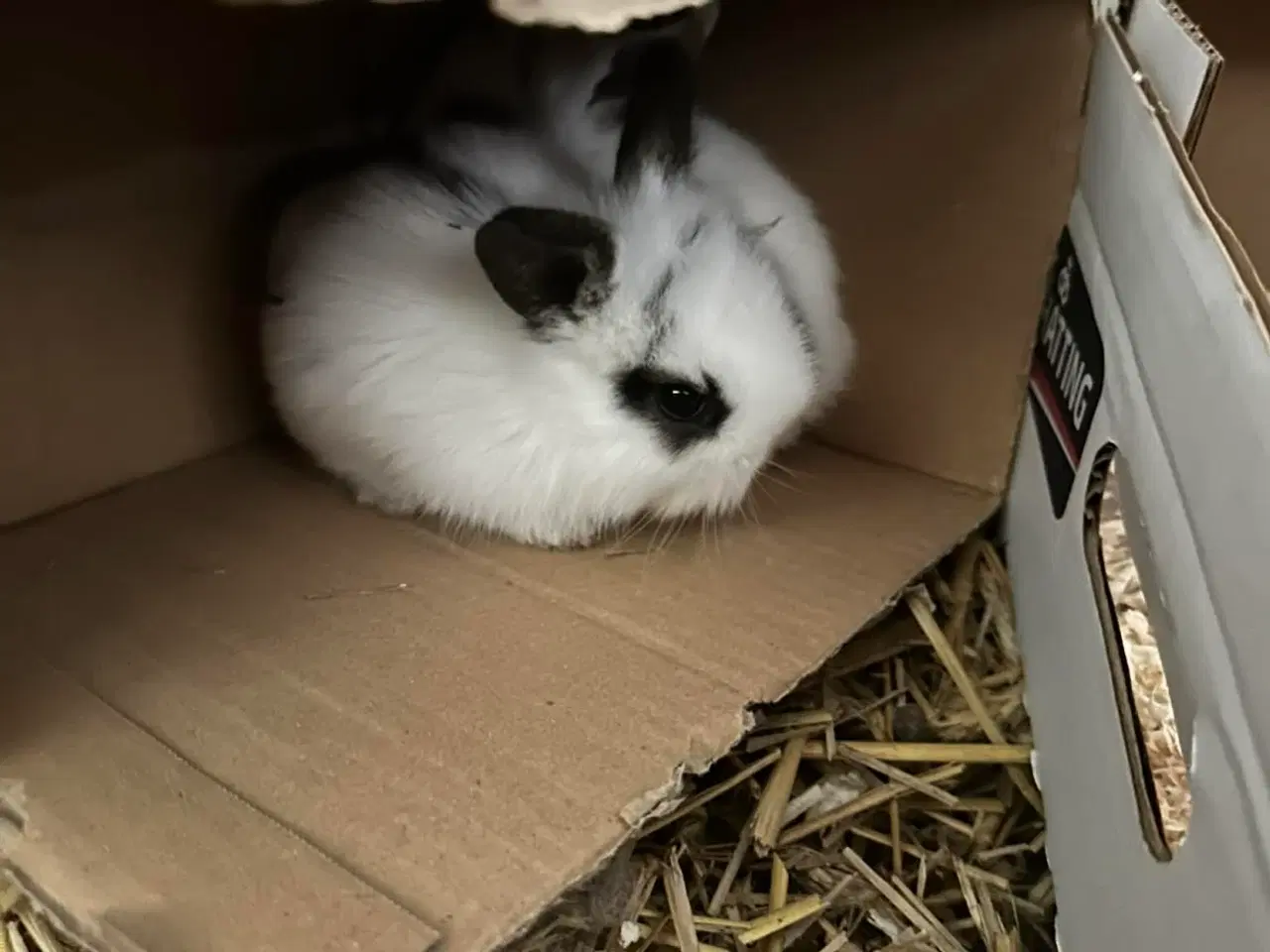 Billede 3 - Søde kanin unger