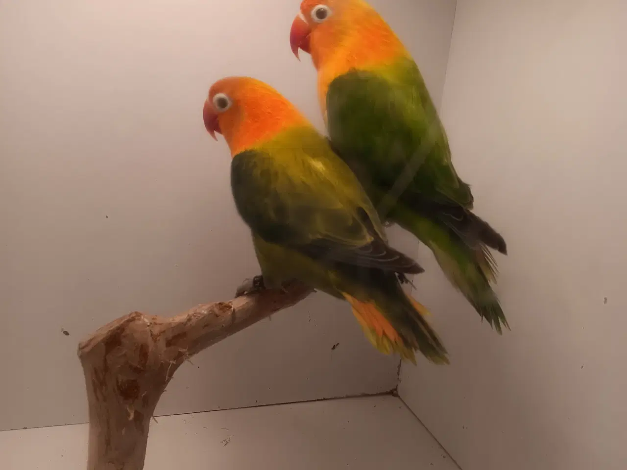 Billede 2 - Rødhovdet dværge papegøje I opaline