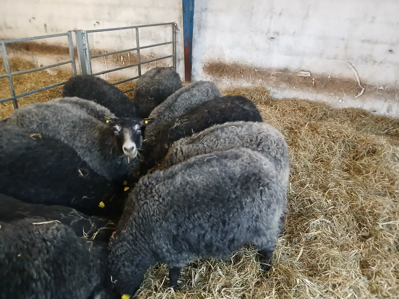 Billede 5 - Gotlandsk pelsfår