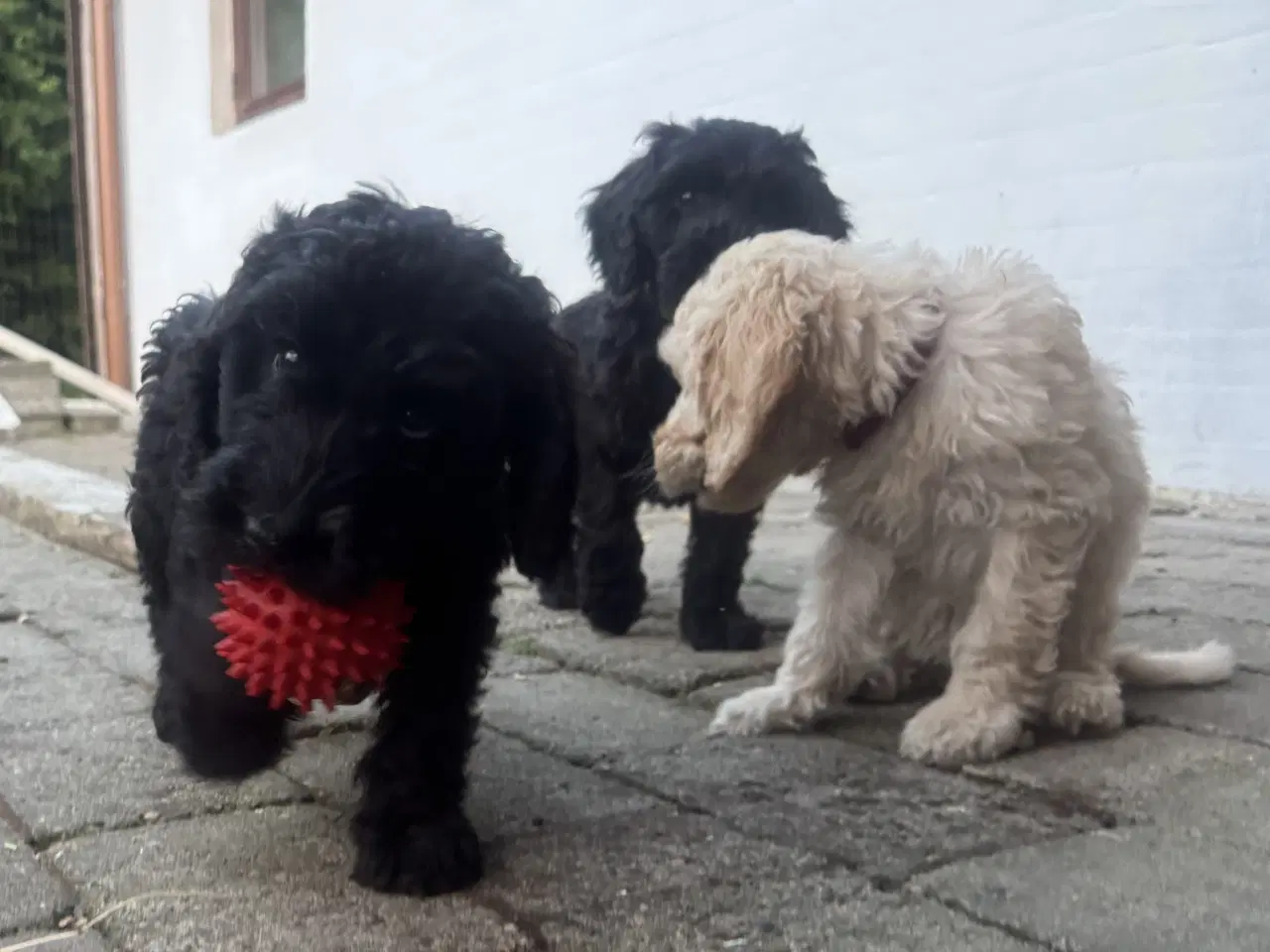 Billede 11 - Cockapoo / Cockerpoo / Doodle