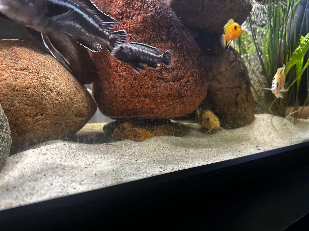 Billede 15 - Malawi og andet