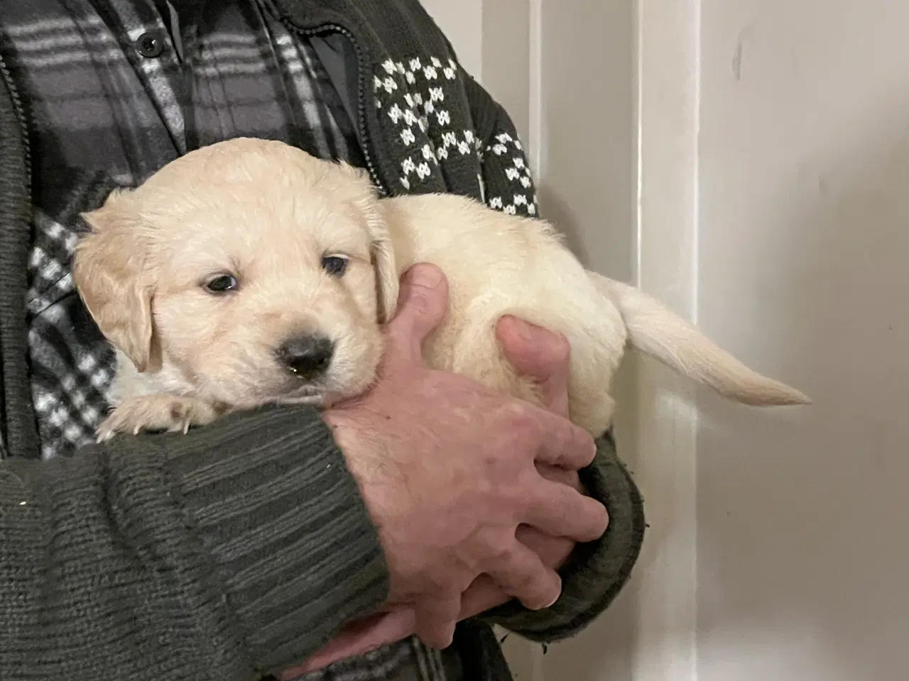 Billede 1 - Golden Retriever hvalpe