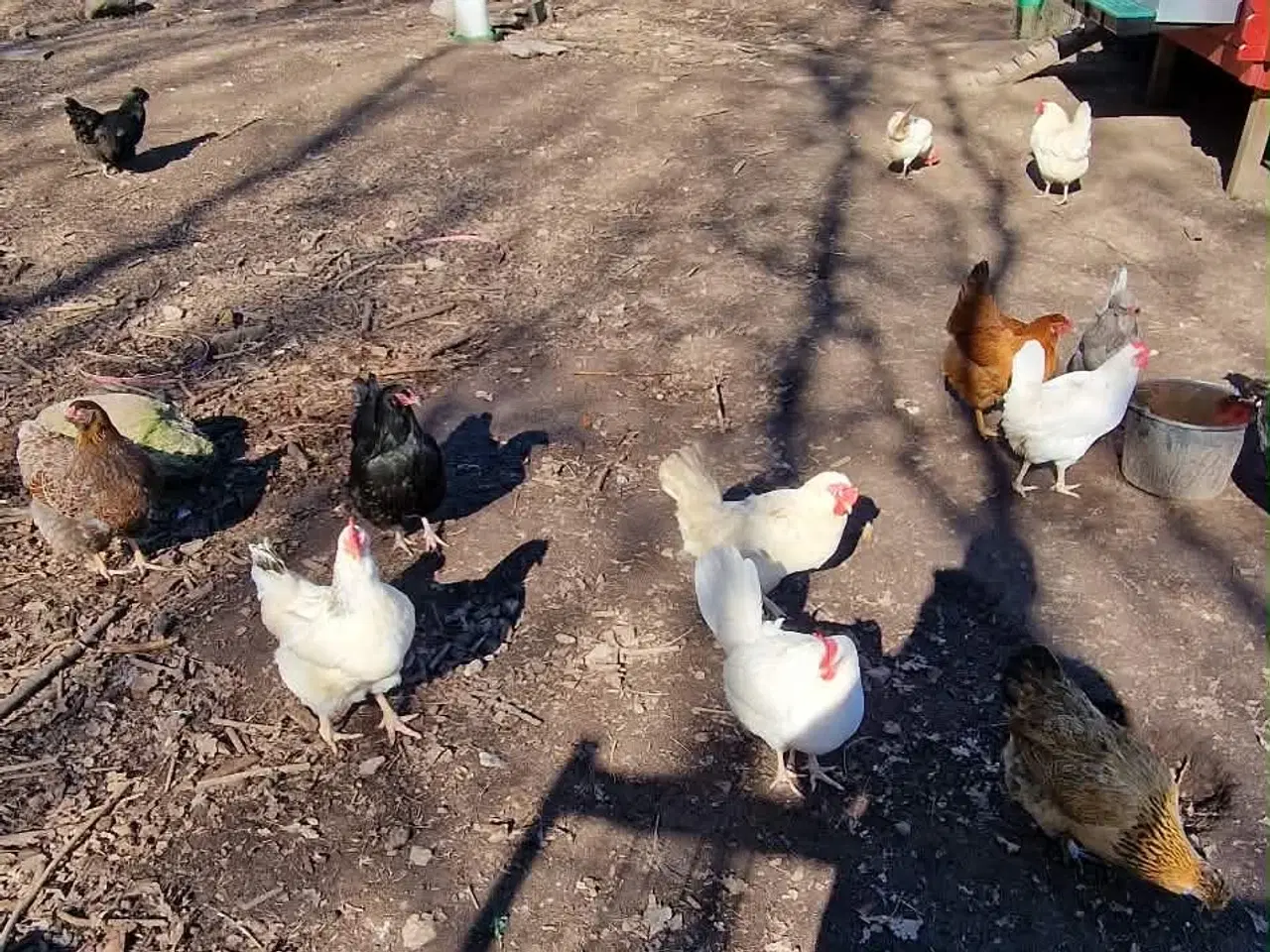 Billede 3 - Reserveret - hønseflok med 17 høner og 2 haner