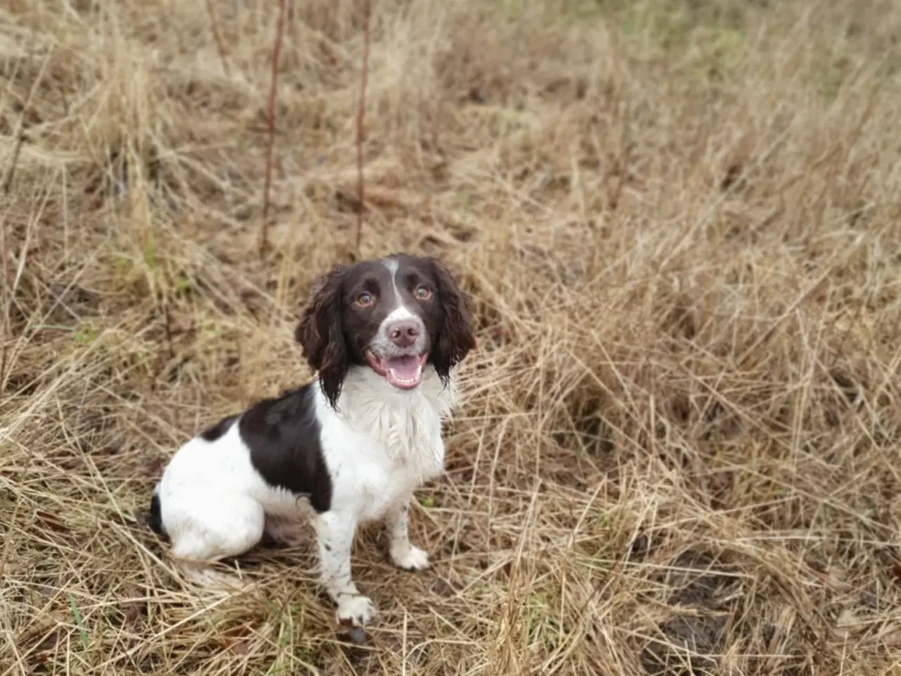 Billede 14 - FT Springer Spaniel